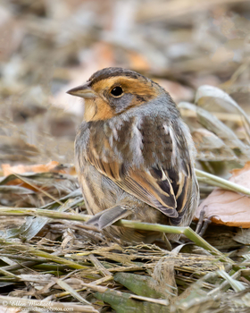 Nelson's Sparrow