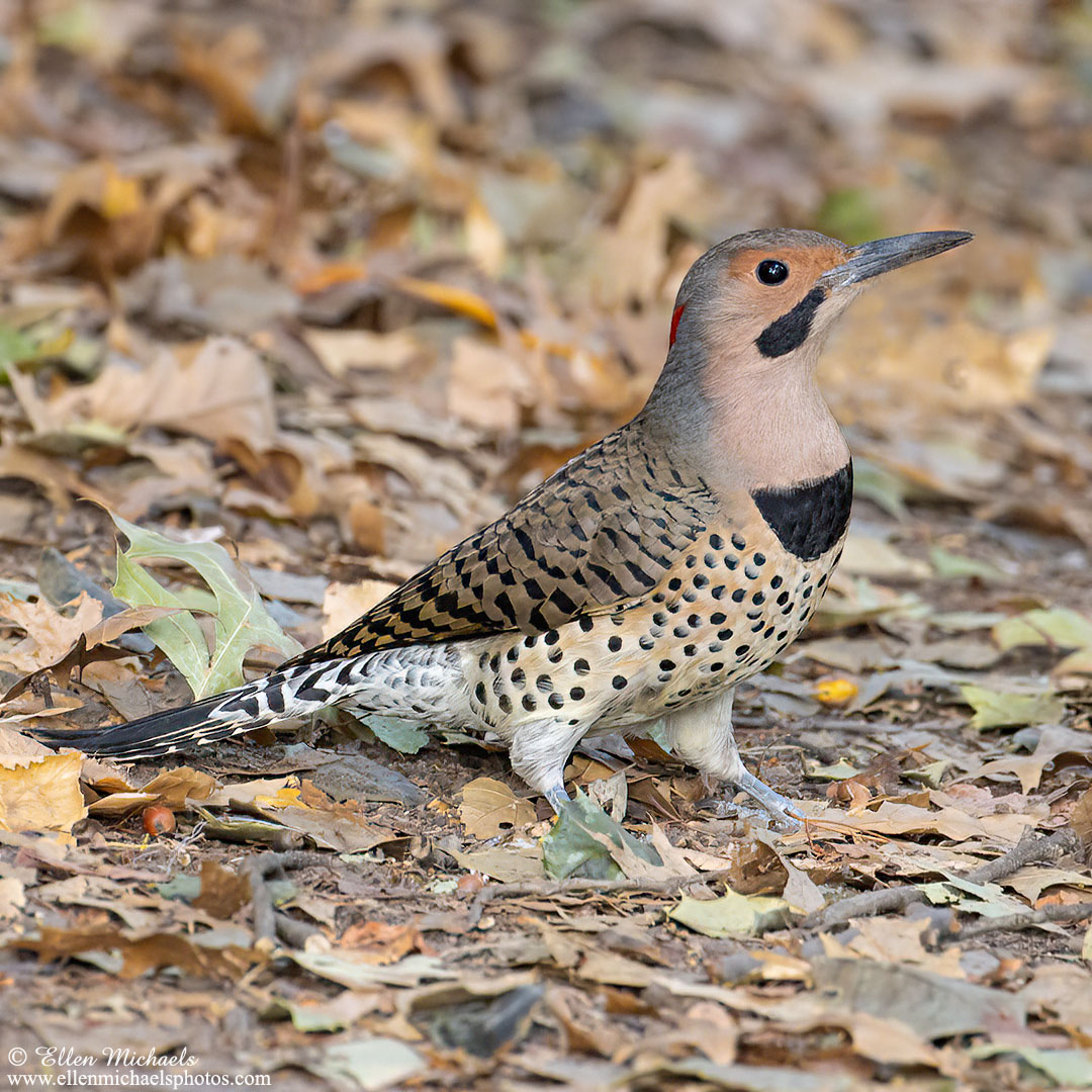 Northern Flicker