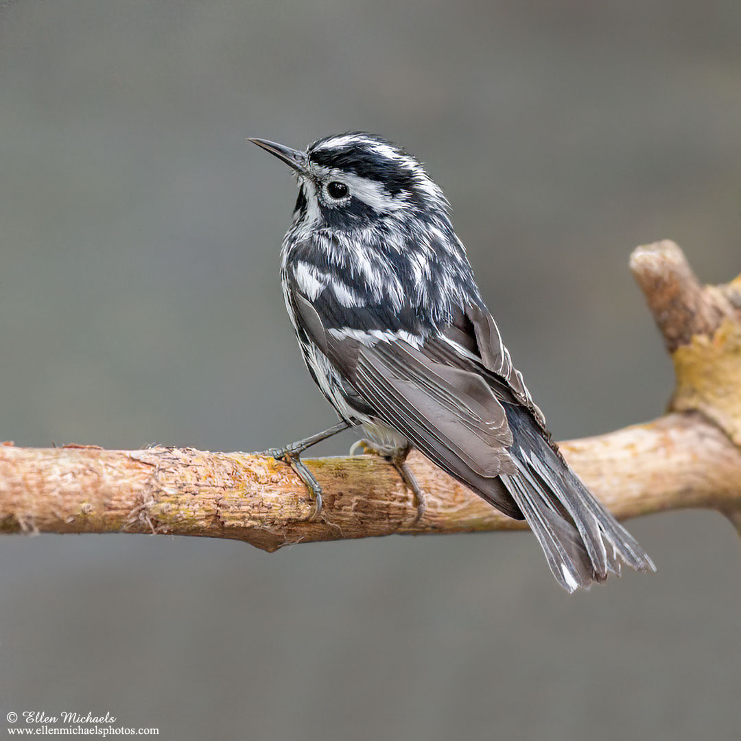 Black-and-white Warbler