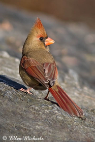 Northern Cardinal