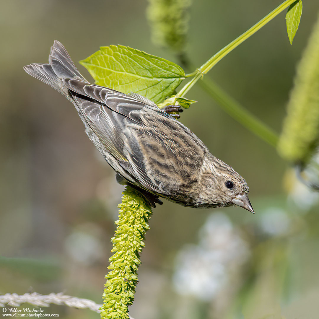 Pine Siskin