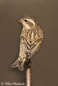 Purple Finch