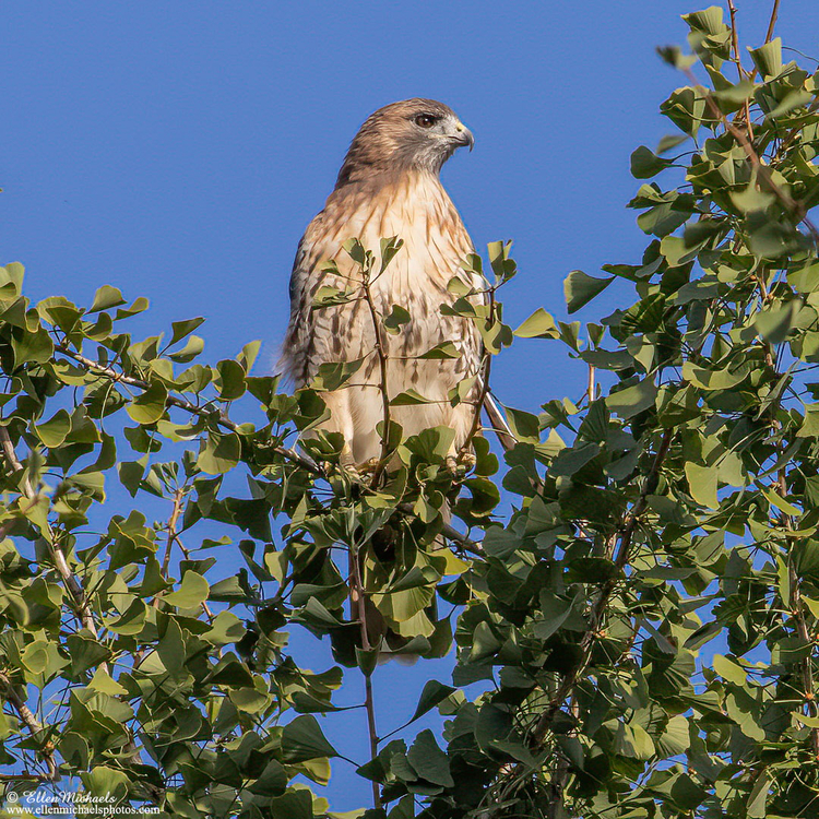Red-tailed Hawk