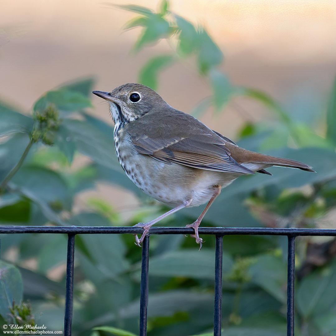 Hermit Thrush