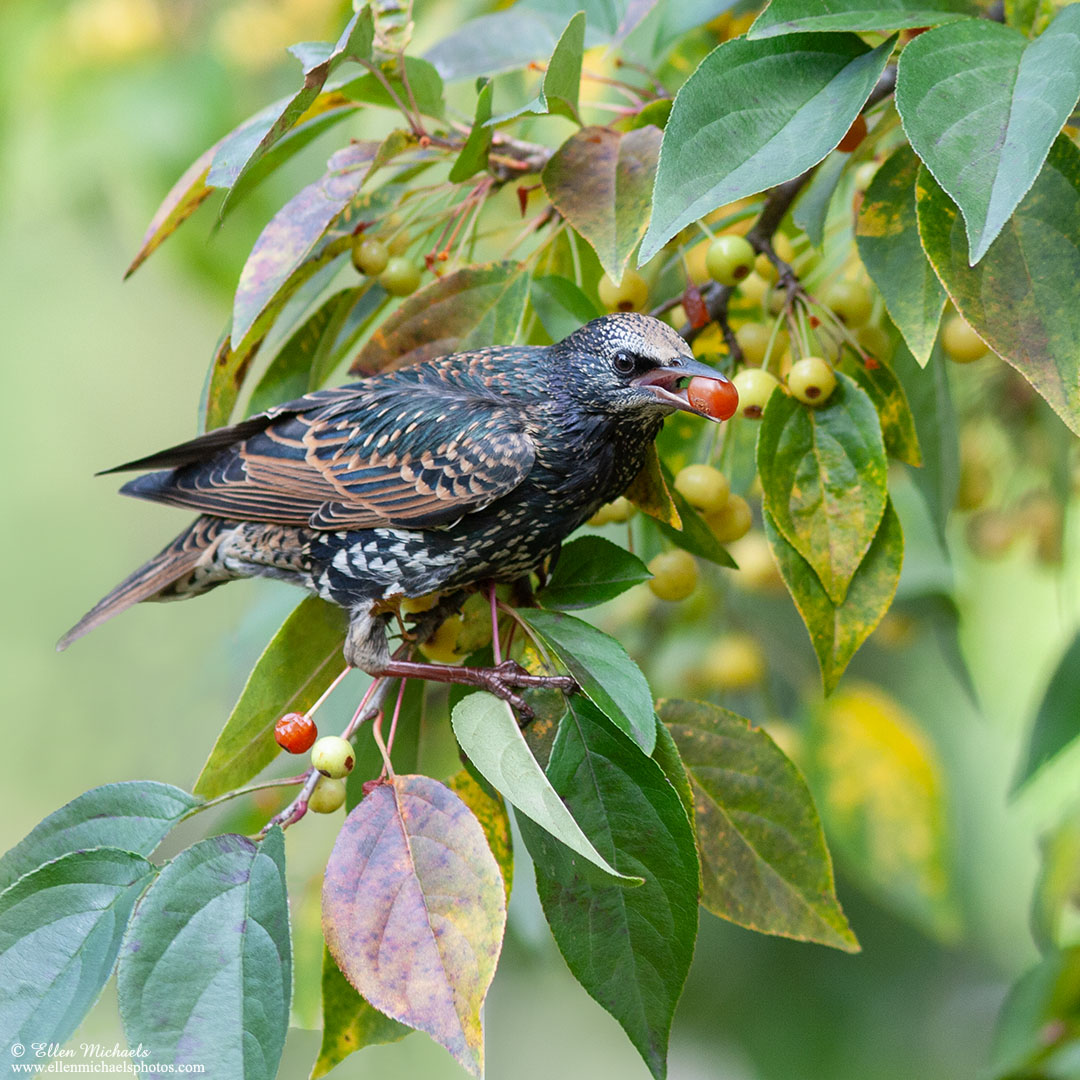 European Starling