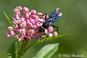 Great Black Wasp - Sphex pensylvanicus