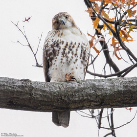 Red-tailed Hawk (juvenile)