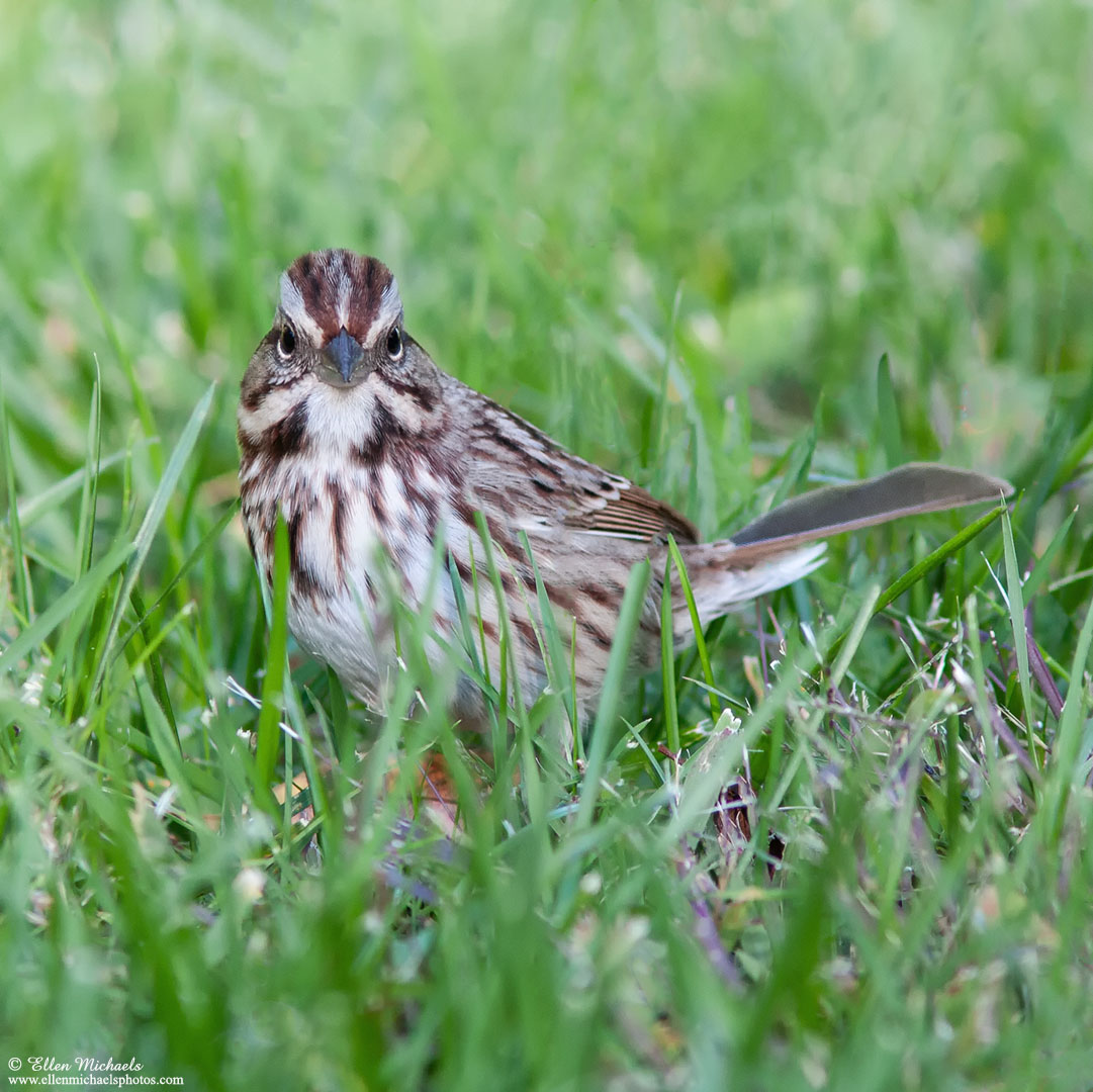 Song Sparrow