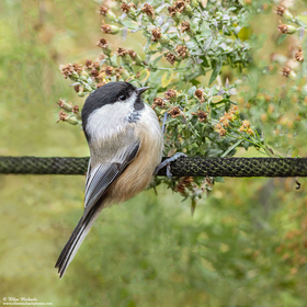 Black-capped Chickadee