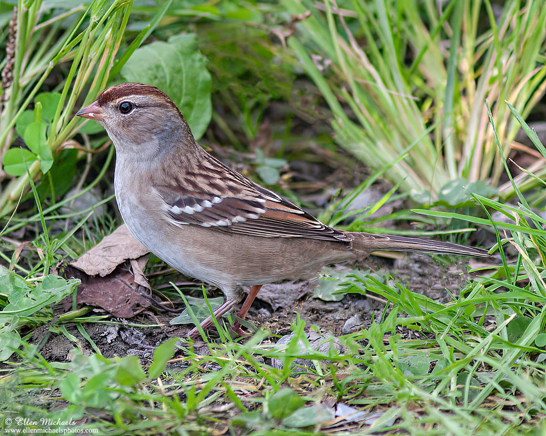 White-crowned Sparrow