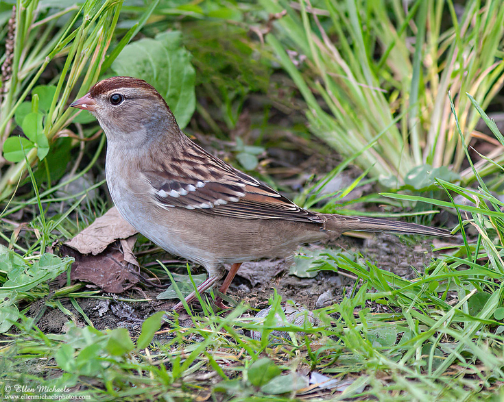 White-crowned Sparrow