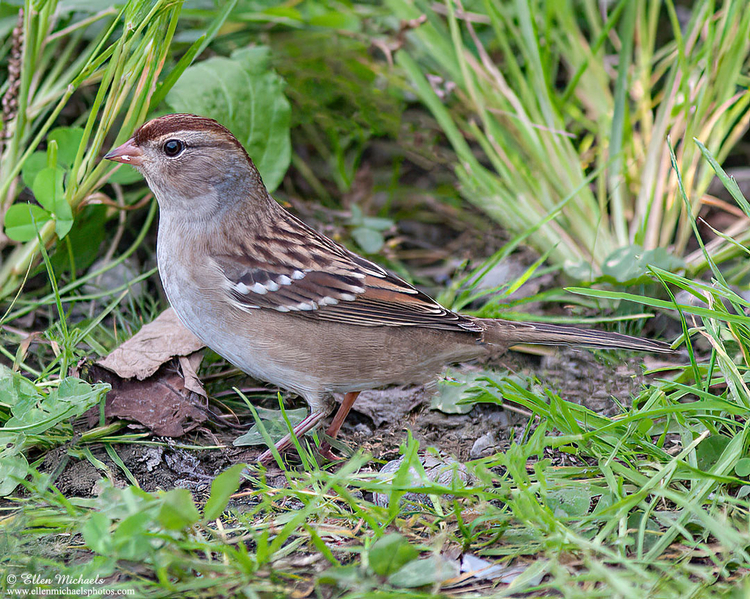 White-crowned Sparrow