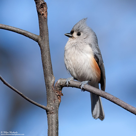 Tufted Titmouse