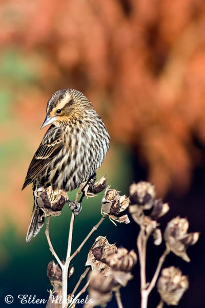 Red-winged Blackbird (female)
