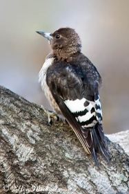 Red-headed Woodpecker (juvenile)