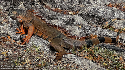Green Iguana in Florida