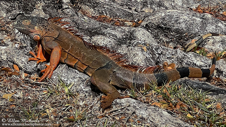 Green Iguana in Florida