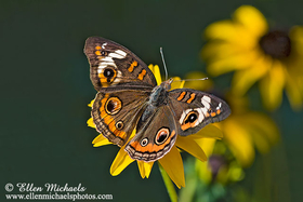 Common Buckeye -  Junonia coenia