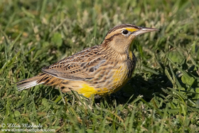 Eastern Meadowlark