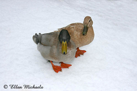 Mallard Ducks