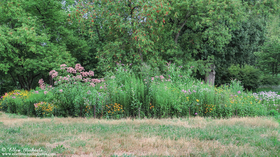 Central Park Butterfly Gardens - North Meadow