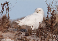 Snowy Owl