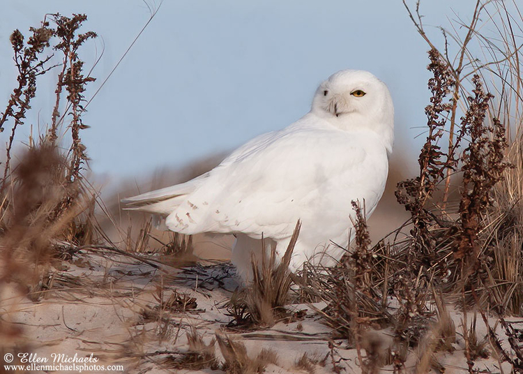 Snowy Owl