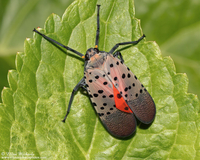 Spotted Lanternfly - Lycorma delicatula