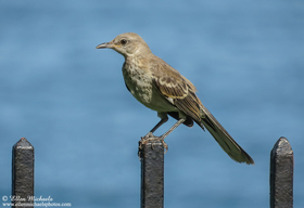 Northern Mockingbird