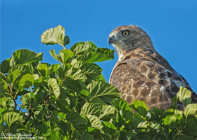 Red-tailed Hawk (juvenile)