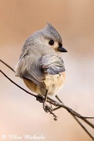 Tufted Titmouse
