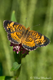 Pearl Crescent - Phyciodes tharos