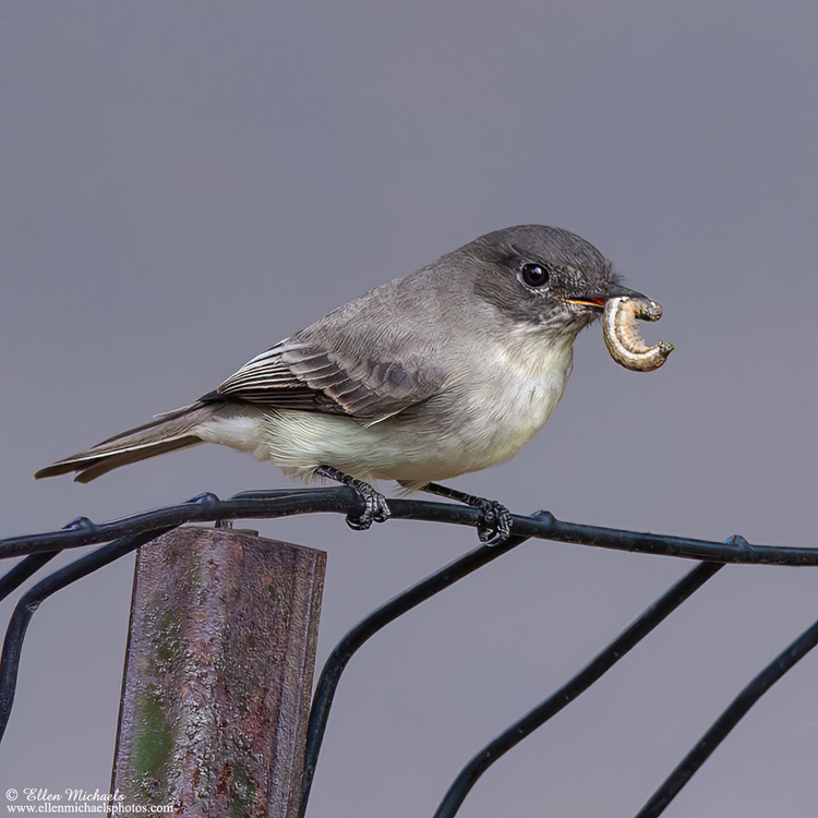 Eastern Phoebe