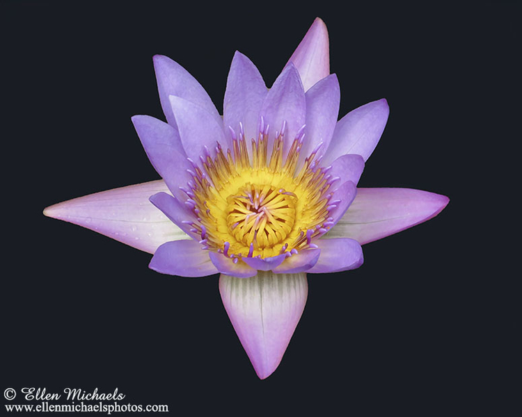 Water Lily - Nymphaeaceae