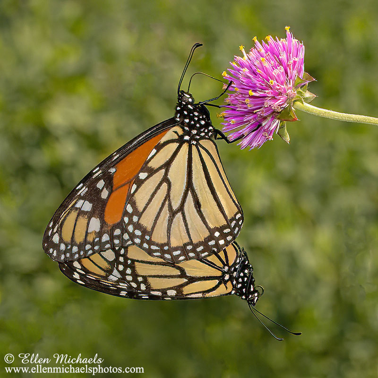 Monarch Butterfly (mating)