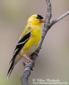 American Goldfinch