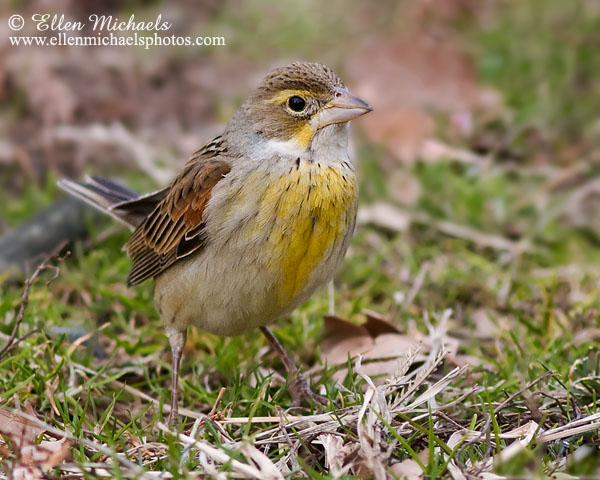Dickcissel