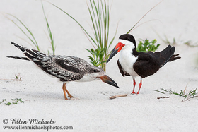 [color=#ccccff]Shorebirds, Gulls and Terns
