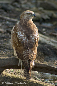 Red-tailed Hawk (juvenile)