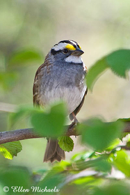 [color=#ccccff]Central Park Sparrows