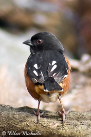 Eastern Towhee