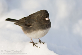 Dark-eyed Junco