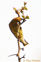 Cedar Waxwing
