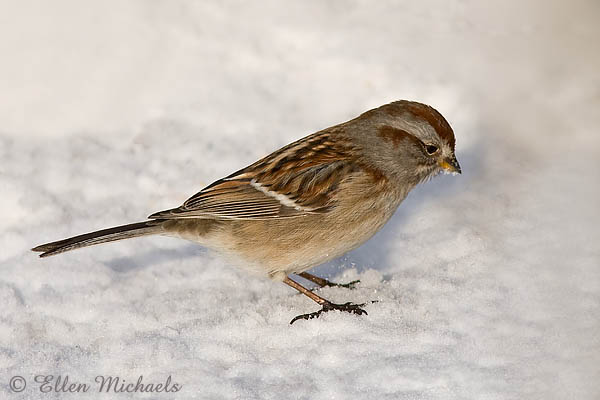 American Tree Sparrow