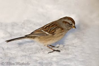 American Tree Sparrow