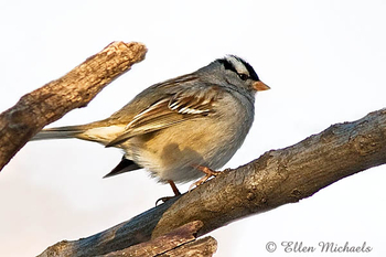 White-crowned Sparrow