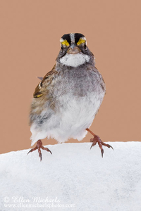 White-throated Sparrow