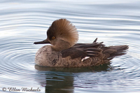 Hooded Merganser