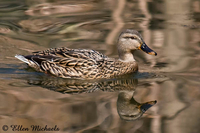 Mallard Duck