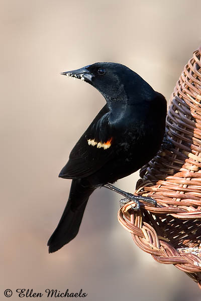 Red-winged Blackbird
